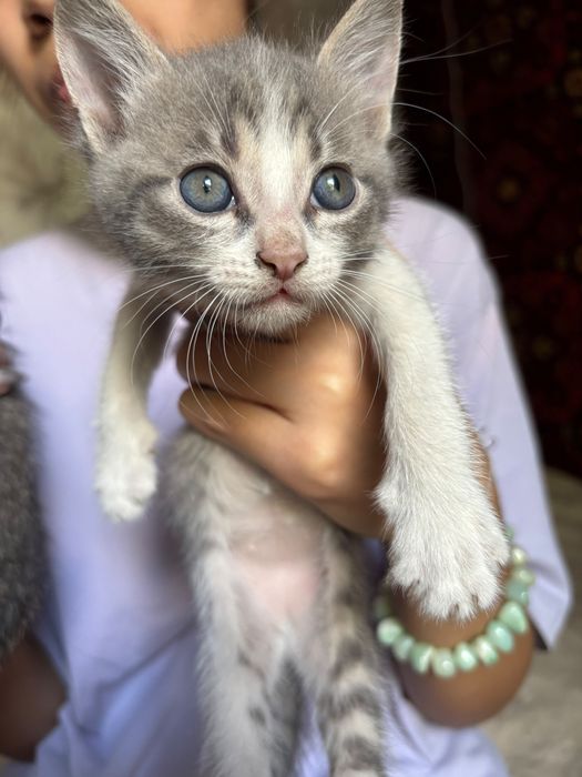 отдам котят домашние