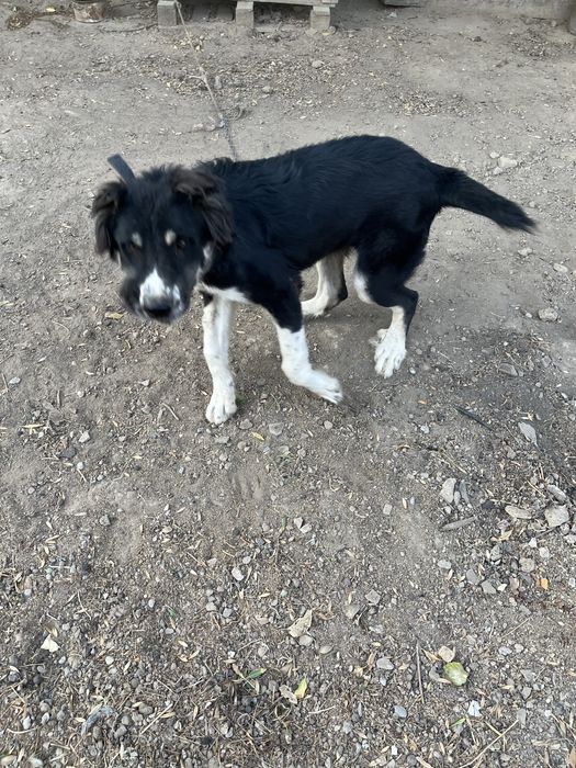 Собака ит Тигр чемпион күшігі белаводтық