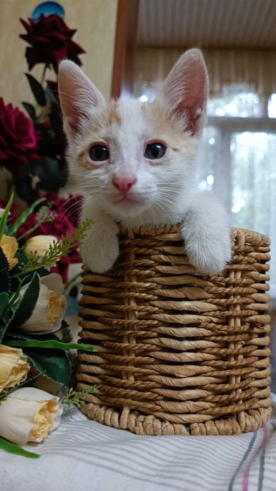 Котята в хорошие руки бесплатно