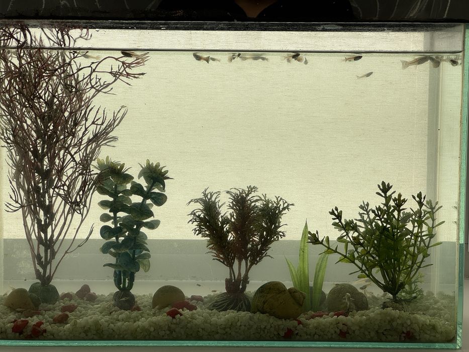 Аквариум на 15 литров