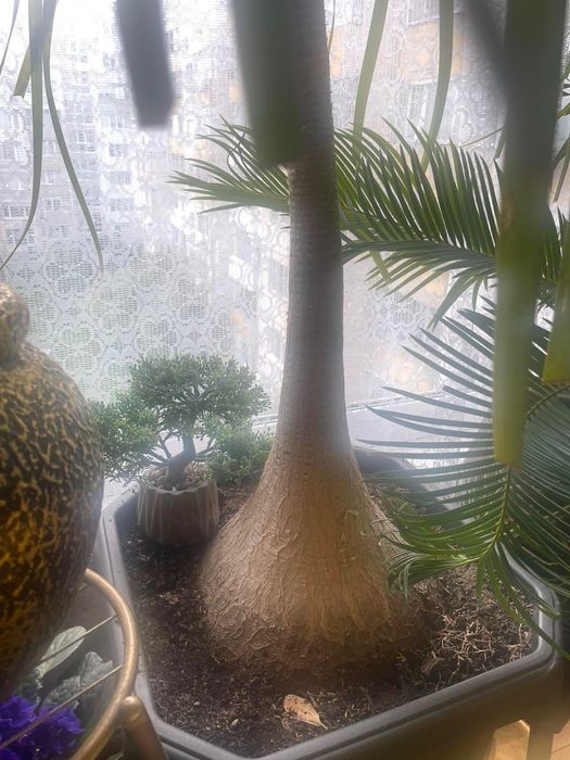 Нолина _ екзотично цвете