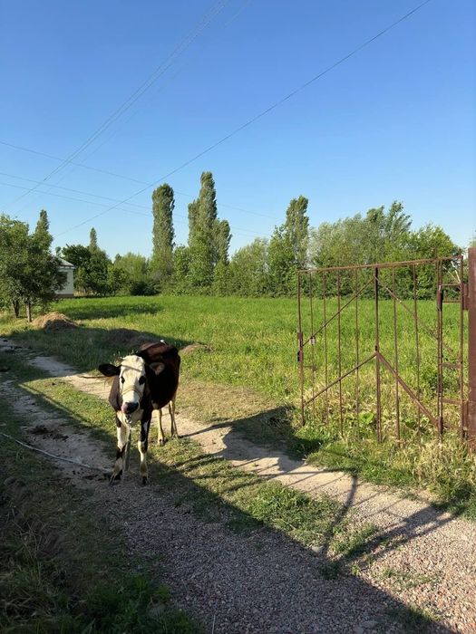 Курилиш учун ер сотилади.Шароитлари Назначение: Земля под строительств