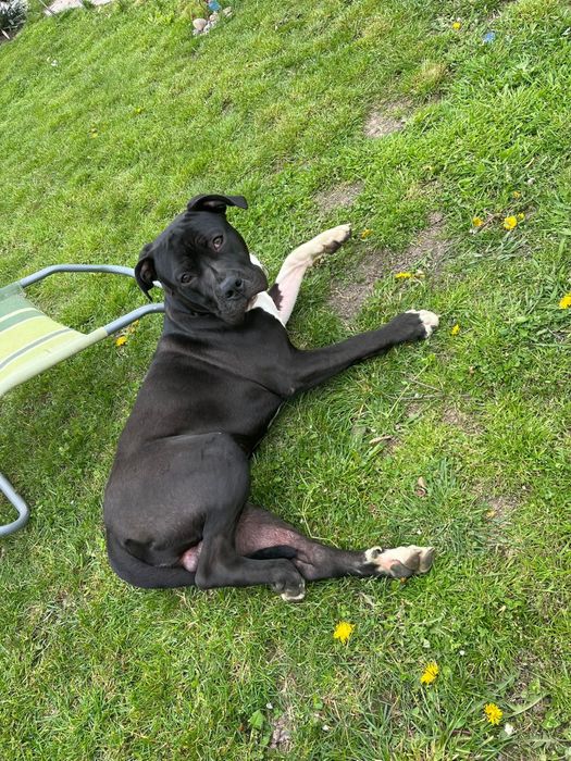 Donez Amstaff gratis