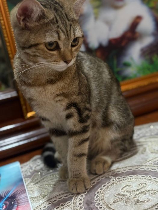 mushuk  sotiladi