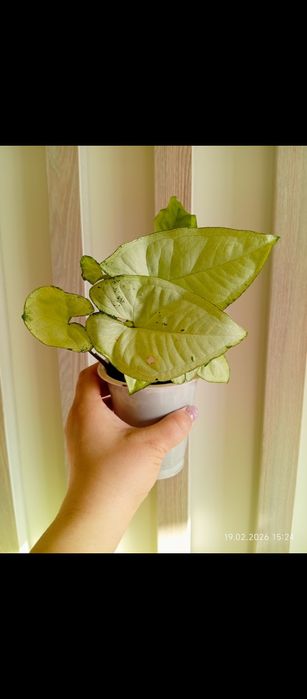 Комнатные растения/ комнатные цветы