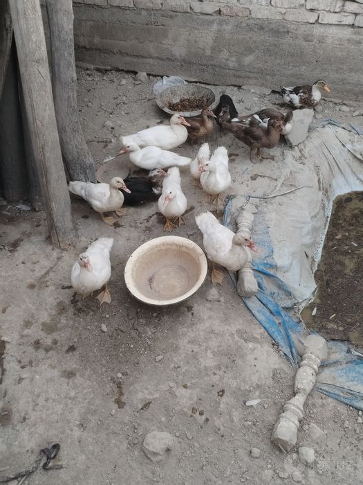 Indoutka o'rdak sotila 5 ta