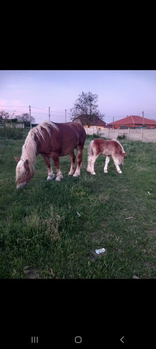 Vând sau schimb  cu animale