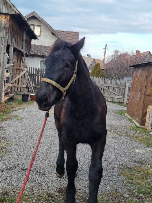 Mânză neagră de 6 luni