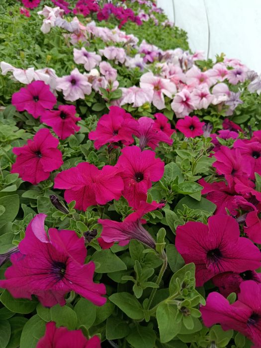 Петуния домашняя