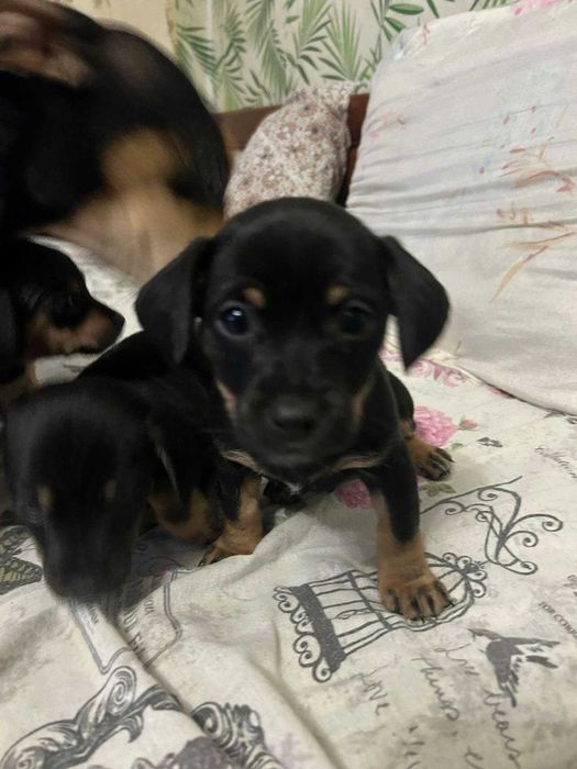 Малки кученца-пинчери