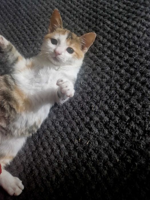 Donez pisici mari mici câini mari mici