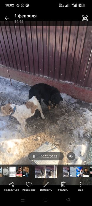 Фокстерьер+ягьдтерер