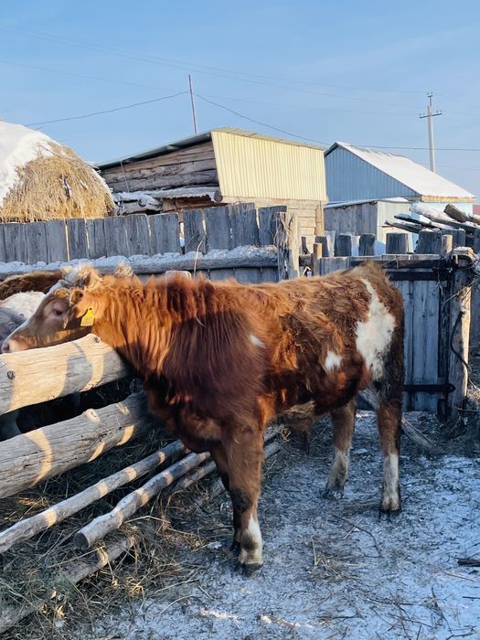 Продается быки.