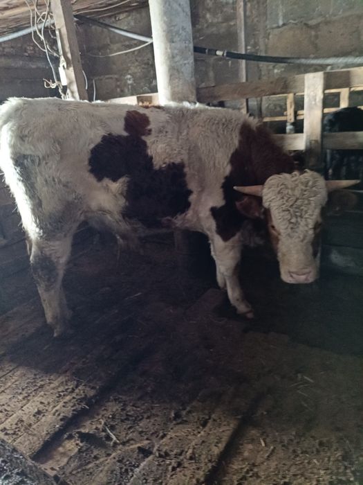 Симментал бык два года