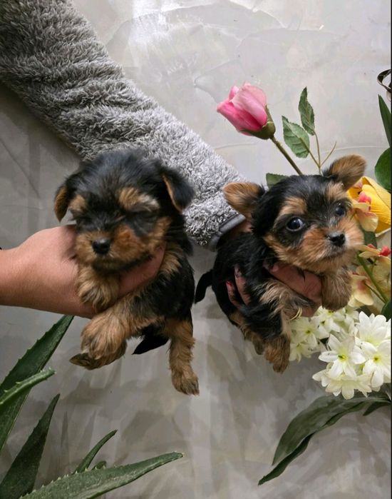 мини йоркширски териер