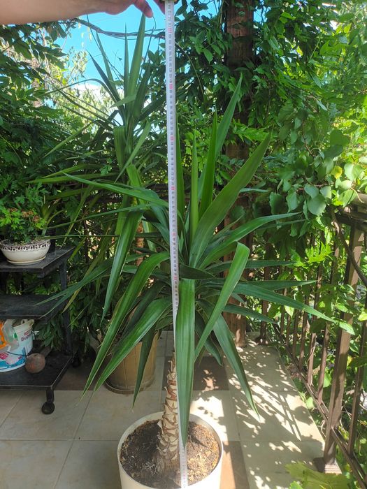 Стайна палма юка многогодишна