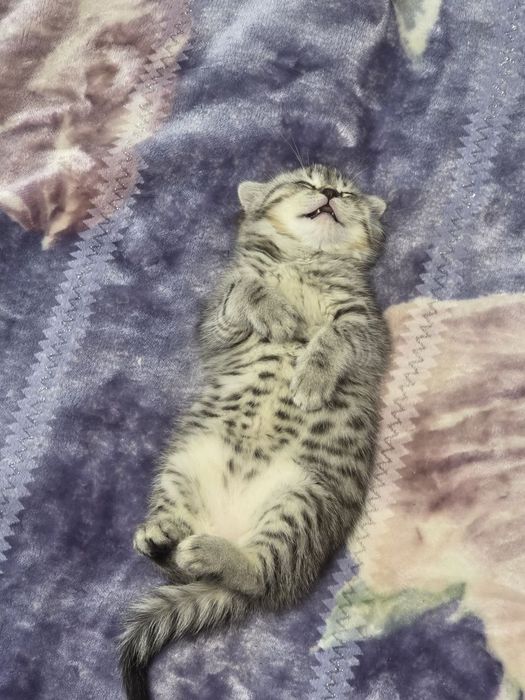 Продаётся породистый шотландский вислоухий котенок (скоттиш фолд)