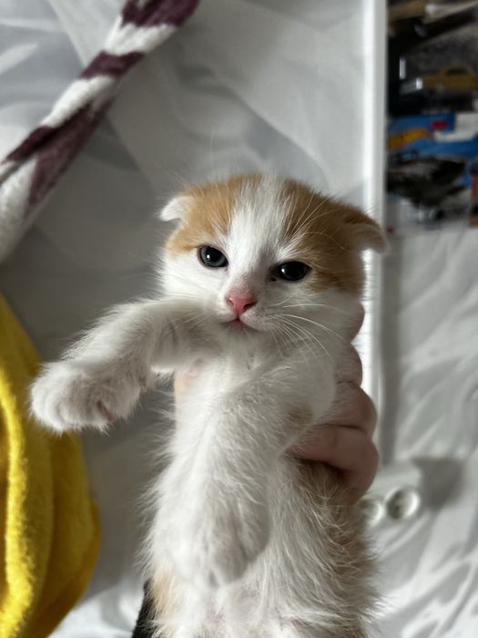 Кошки котята продаются