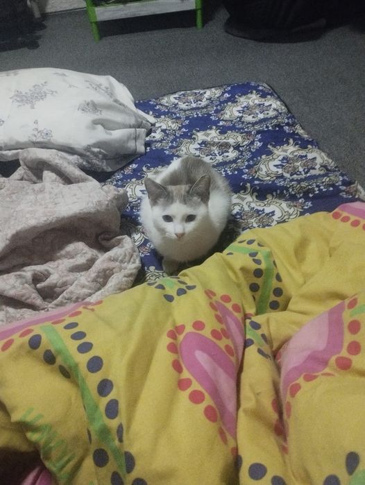 Пропал кот в бесагаше