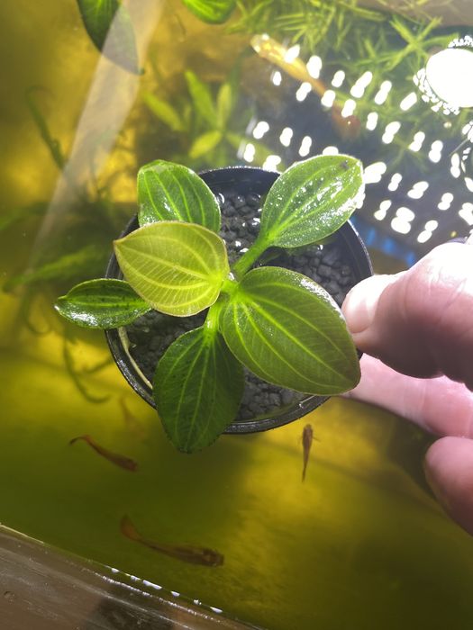 Эхинадорус