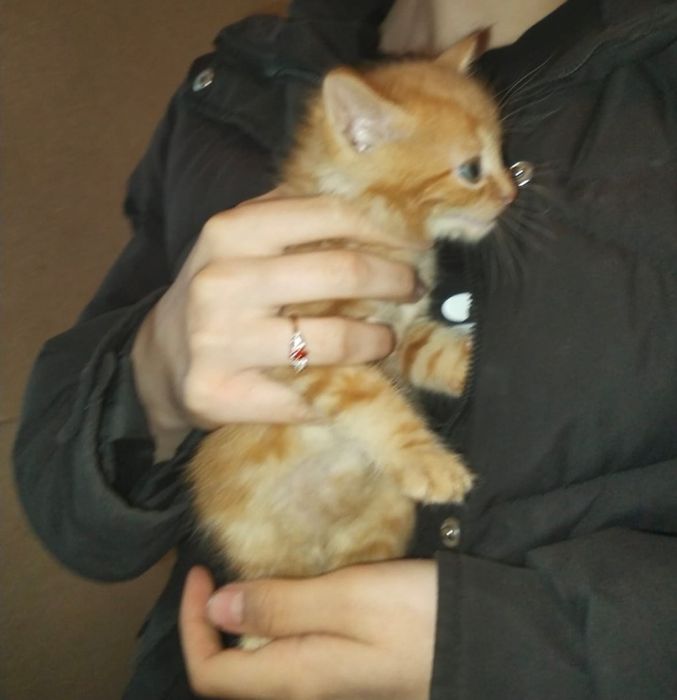 Отдам два котенка бесплатно