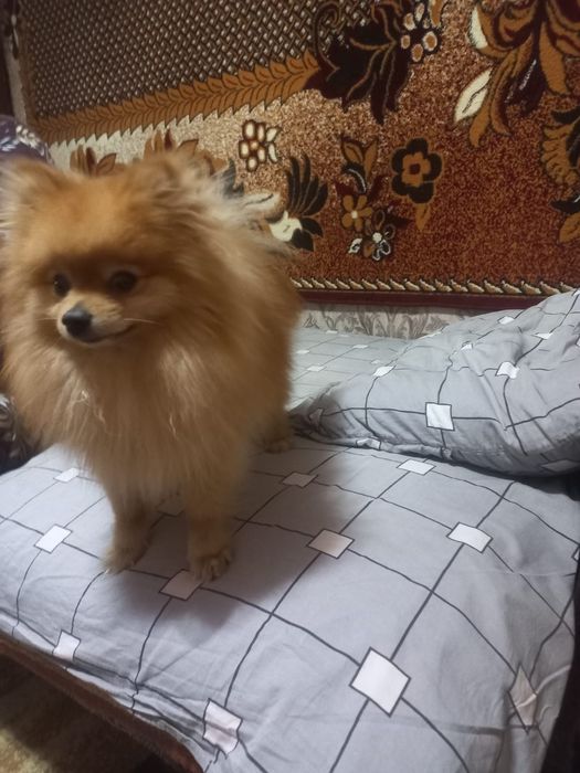 Предлагается для вязки кабель померанского шпица мини