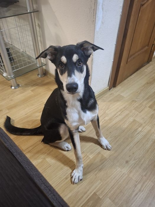 Собака в хорошие руки (не на цепь!)