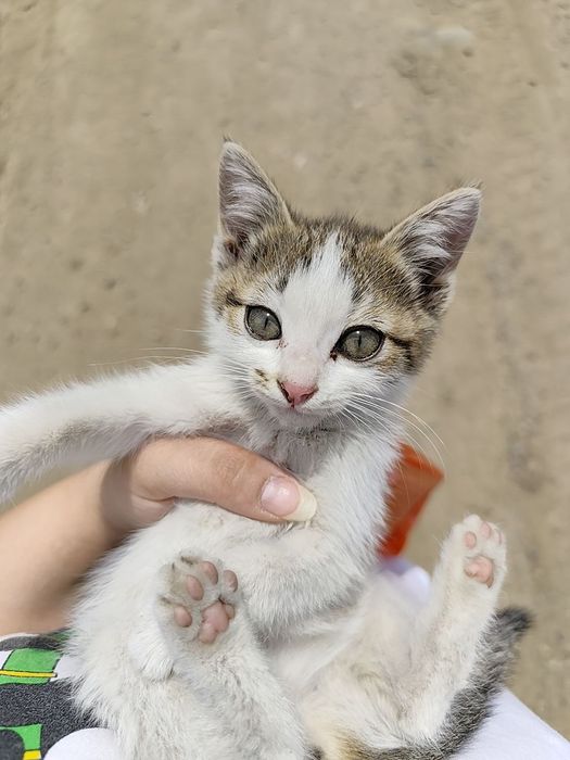 Отдам котенка даром