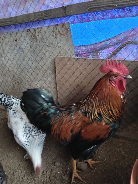 Продам молодой петухи