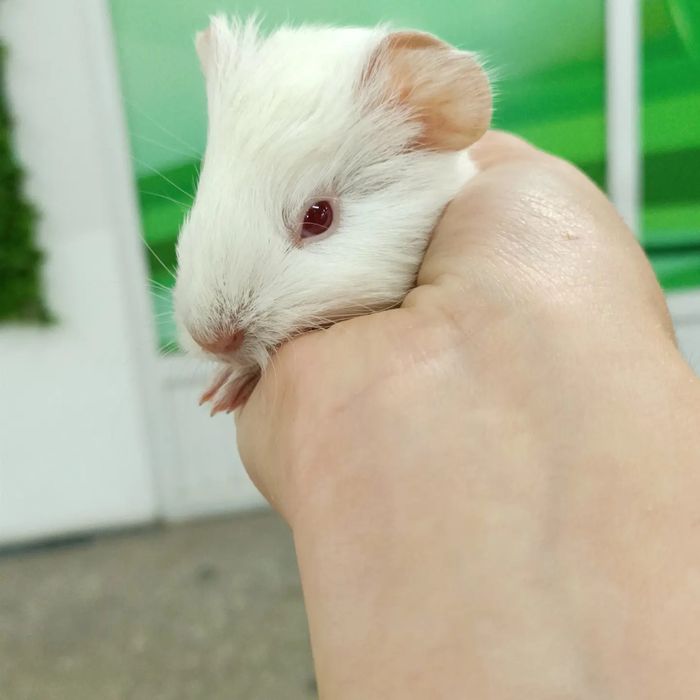 Морские свинки детки