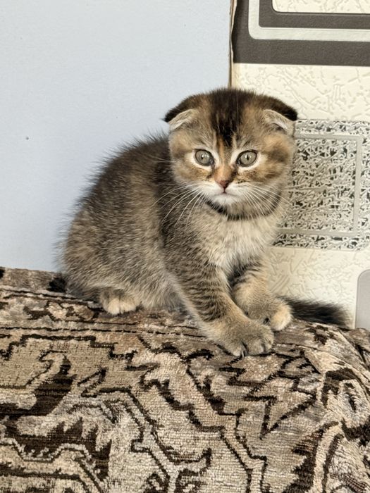 Шотландские котята