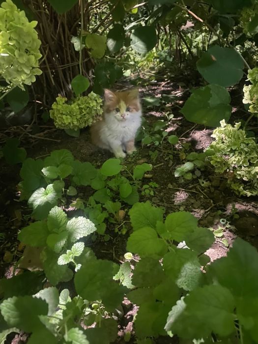 Котята маленькие