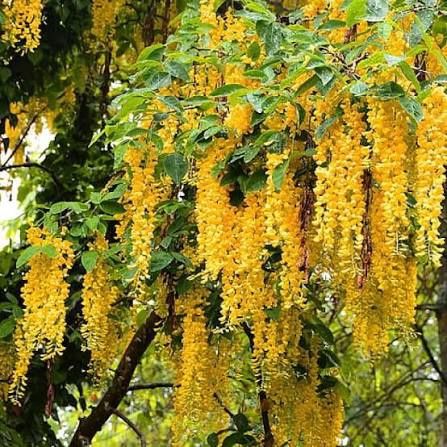 Wisteria (Glicina Galbena)