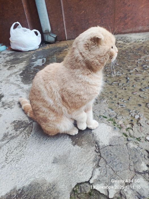 Mushuk sotiladi 100$ zoti Scottish Fold o'g'il bola