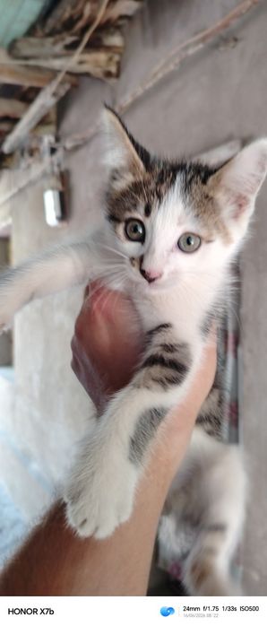 Отдам котенка в хорошие руки