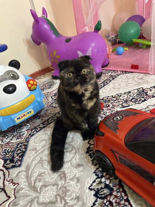 paroda mushuk skotch fold