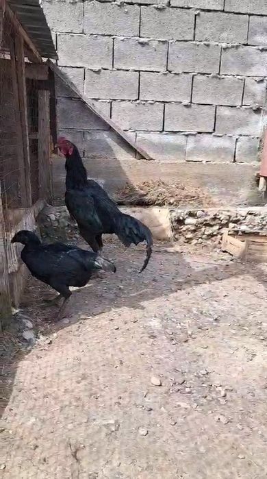 Дакан петух молодой