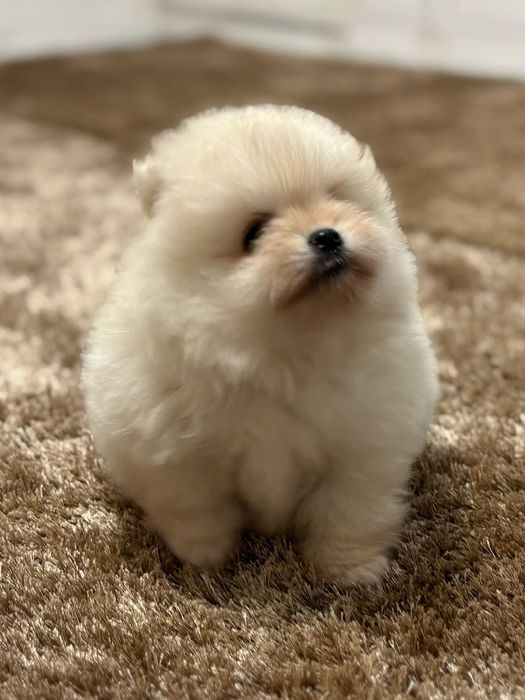 Pui pomeranianeni albi din parinti campioni