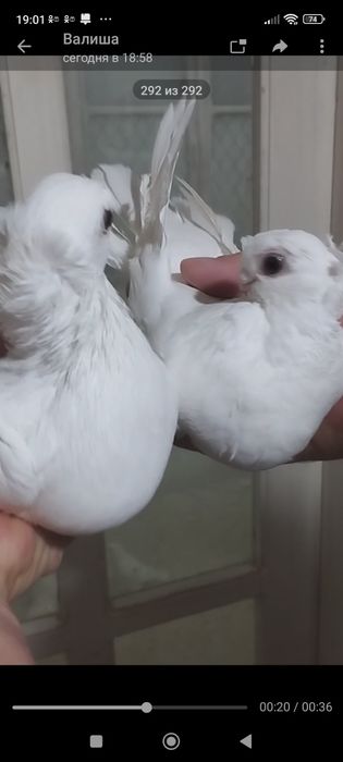 Продаются голуби