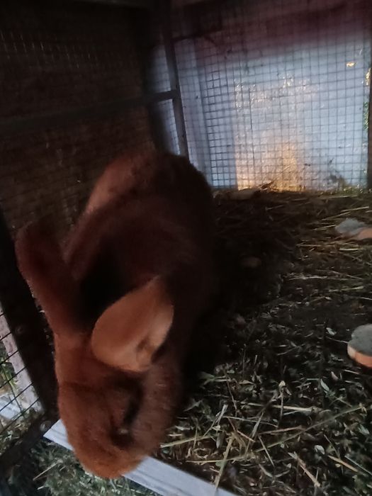 Femela neozeelandez roșu