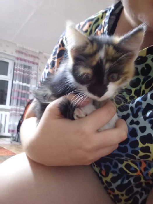 Отдам котят в добрые руки