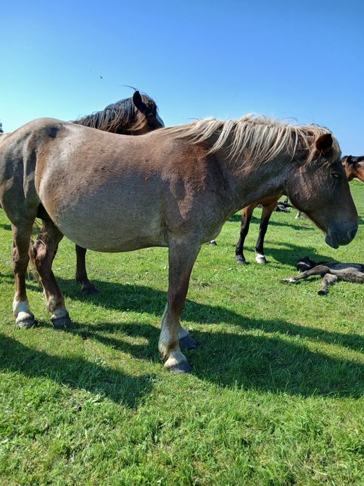 Продам жеребца,кобылы