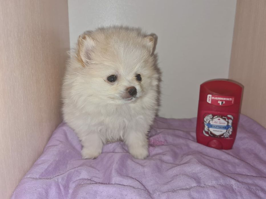 Продам щенков шпица