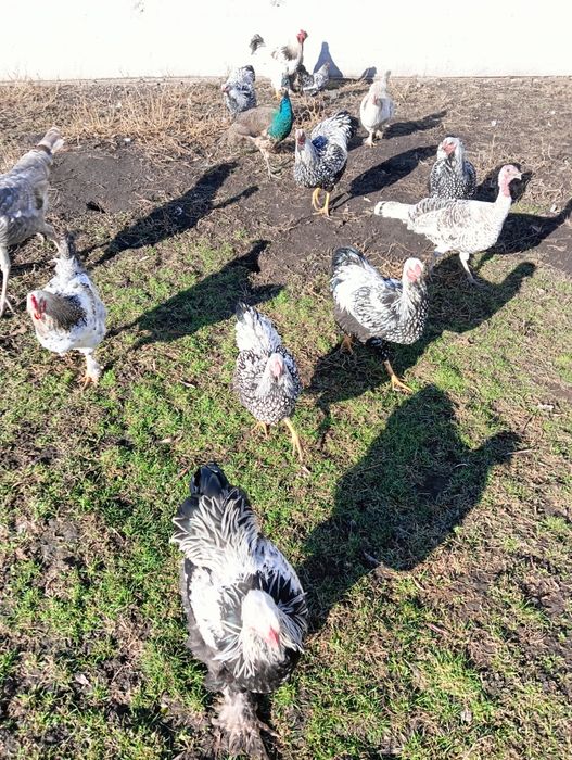 Vând gâște Toulouse și puii de wyandotte și brahma..