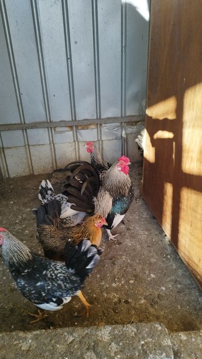 Cocosi pitici americani