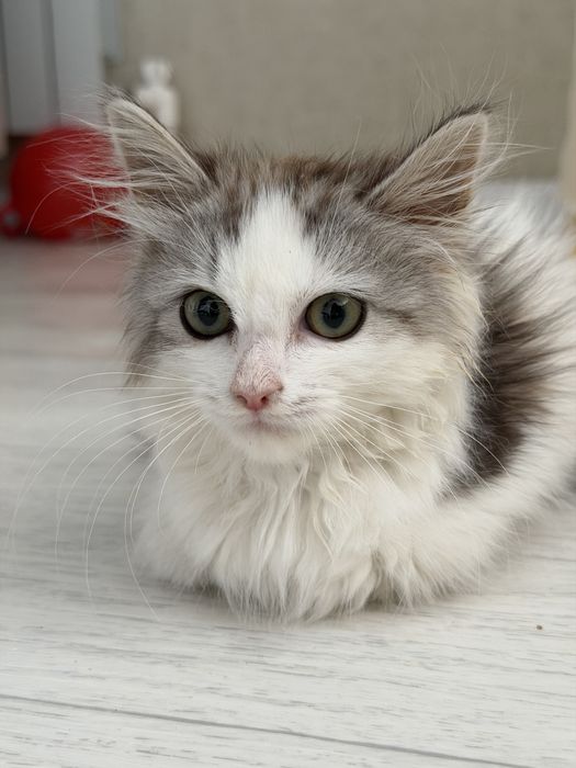 Котенок ищет дом