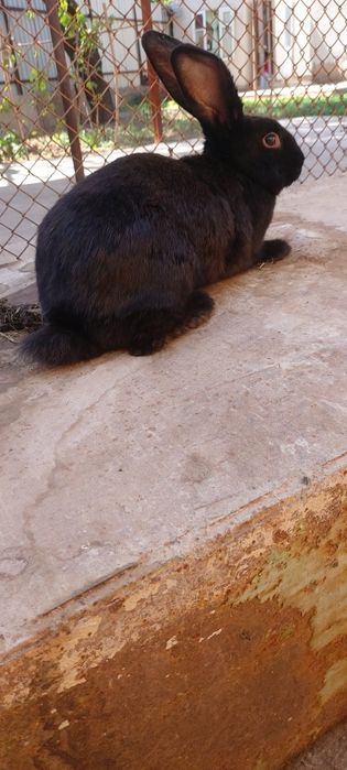 Velikan zotor quyoni