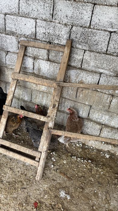 Тауык сатамын дау дау