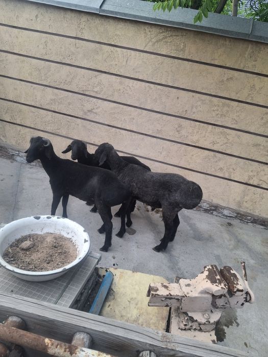 Қошқарлар сатылатын