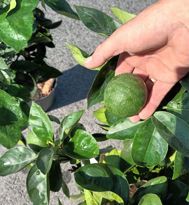 Дърво лимон и дърво портокал